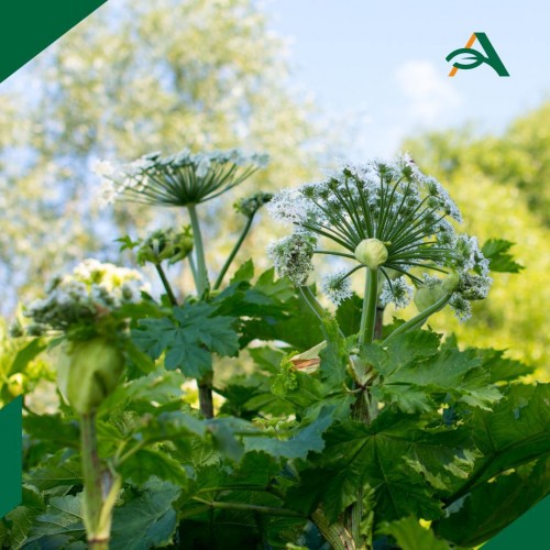 Владельцы земли будут обязаны бороться с борщевиком Владельцы земли будут обязаны бороться с борщевиком