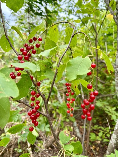 В Бузулукском бору растёт гибрид вишни и черёмухи - церападус В Бузулукском бору растёт гибрид вишни и черёмухи - церападус