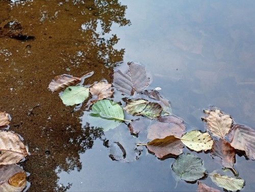 В Бузулукском бору появились первые опавшие листья В Бузулукском бору появились первые опавшие листья