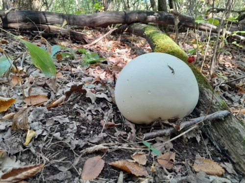 В Бузулукском бору обнаружили гриб-головач или дождевик гигантский В Бузулукском бору обнаружили гриб-головач или дождевик гигантский