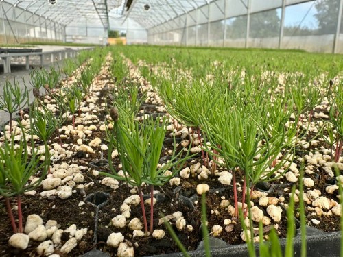 В лесопитомнике Бузулукского бора растёт почти 150 тысяч сосен и елей В лесопитомнике Бузулукского бора растёт почти 150 тысяч сосен и елей