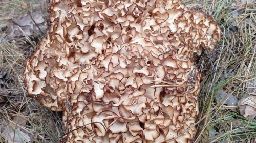 В Бузулукском лесу обнаружили грибную капусту В Бузулукском лесу обнаружили грибную капусту