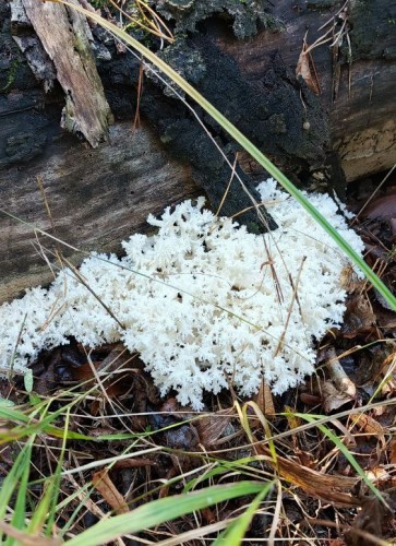 В Бузулуском бору показали небычные грибы В Бузулуском бору показали небычные грибы