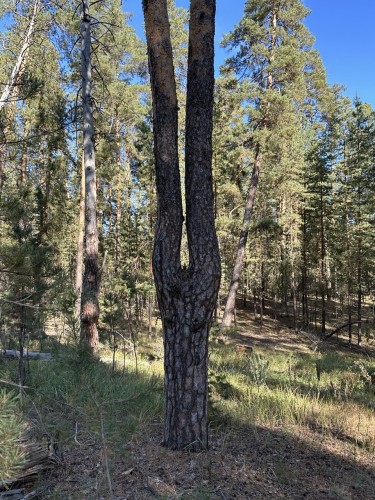 В Бузлукском бору обнаружили сосну-акробата