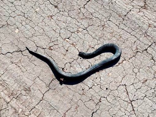 В Бузулукском бору предупредили о гадюках на дорогах