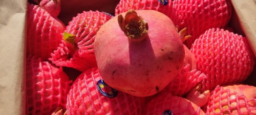 В Оренбуржье предотвращен ввоз 3 тонн карантинных гранатов из Узбекистана  