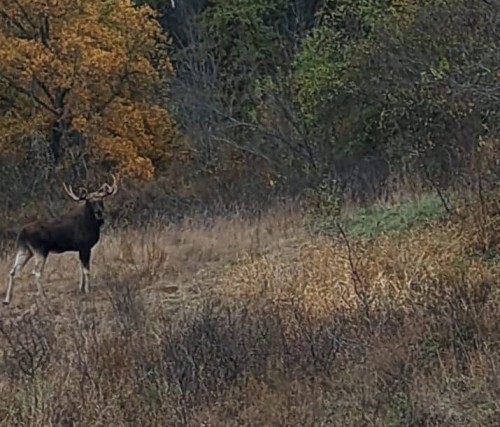 В Бузулукском бору поделились кадрами лосиной свадьбы