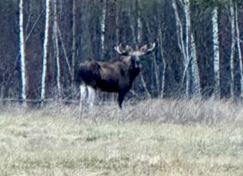 В Бузулукском бору обнаружили лося в "лосинах"