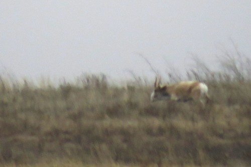 В оренбургских степях впервые за долгие годы заметили сайгака, занесённого в Красную книгу