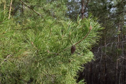 В Оренбуржье началась предновогодняя акция по охране хвойных деревьев от вырубки