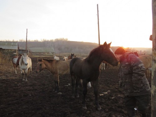 В Кувандыке полиция поймала похитителей 19 лошадей В Кувандыке полиция поймала похитителей 19 лошадей