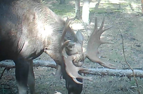 В Бузулукском бору лось с "короной" попал на фотоловушку В Бузулукском бору лось с "короной" попал на фотоловушку
