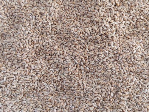 В Оренбуржье пресекли реализацию 11 тысяч тонн заражённого зерна В Оренбуржье пресекли реализацию 11 тысяч тонн заражённого зерна