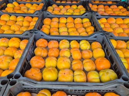 В Оренбуржье задержали более 150 тонн зараженной хурмы В Оренбуржье задержали более 150 тонн зараженной хурмы