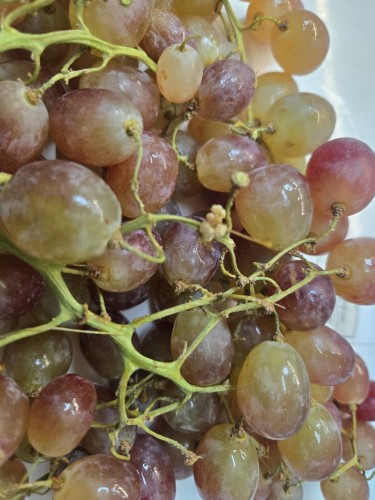 В Оренбургской области задержали более 20 тонн зараженного винограда из Таджикистана