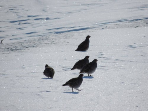 В Оренбуржье сейчас ведется зимний учет охотничьих ресурсов
