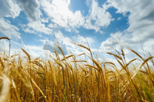 В Оренбургской области создан штаб по проведению весенне-полевых работ