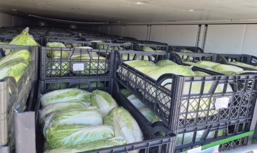 В Оренбуржье забраковали 14 тонн пекинской капусты В Оренбуржье забраковали 14 тонн пекинской капусты