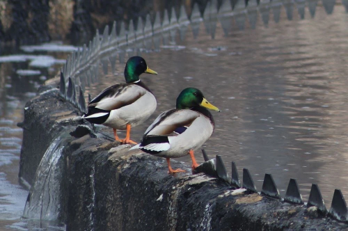На очистных сооружениях Оренбурга поселились дикие утки