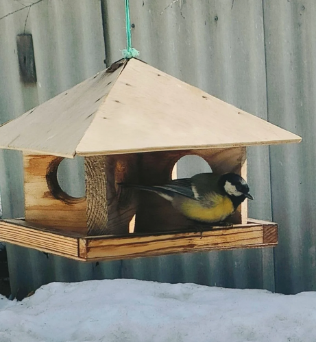 Кормление птиц у дома может привести к штрафу