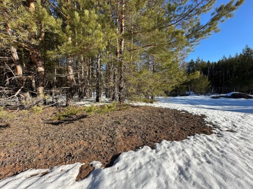 Сугробы в Бузулукском бору тают с рекордной скоростью