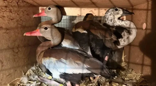 На границе Оренбуржья остановили более ста экзотических птиц без необходимых документов На границе Оренбуржья остановили более ста экзотических птиц без необходимых документов