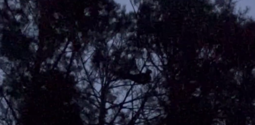 В Бузулукском бору записали выступление глухаря