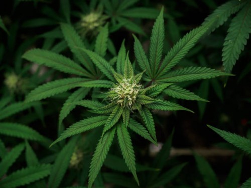 Полицейские Сорочинска изъяли у 60-летней местной жительницы наркотическое средство Полицейские Сорочинска изъяли у 60-летней местной жительницы наркотическое средство