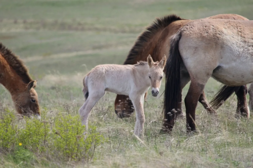 В Оренбургском заповеднике появился первый жеребёнок 2026 года