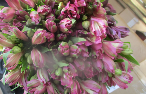 В Оренбургской области предотвратили ввоз 7 тысяч альстромерий, инфицированных трипсом