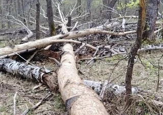 В Бузулукском бору нашли следы лосиного пиршества В Бузулукском бору нашли следы лосиного пиршества