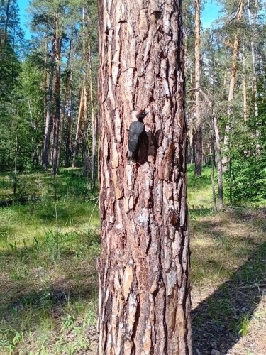 Бузулкский бор поделился фотографией самого крупного дятла заповедника