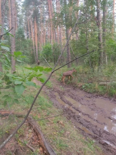 Семейство лосей попало в объектив госинспекторов в Бузулукском бору